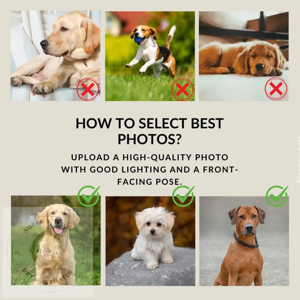 Guidelines for selecting high-quality dog photos with correct examples and wrong examples.